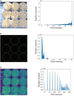 EmergeNet: A novel deep-learning based ensemble segmentation model for emergence timing detection of coleoptile